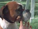 Boxers and Head Halters