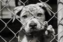 Pet Lovers Find Perfect Match with Matchmaking Service