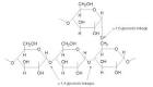 Glycogen Synthesis and Metabolism