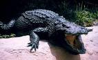 Alligator Crocodile Alligator Crocodile wallpaper Alligator