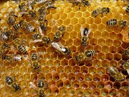 Lots of BEES
