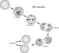 Cell cycle.