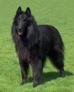 Belgian Shepherd (Groenendael) - Domestic Dog Breeds Reference ...
