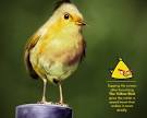 Witty Funny Angry Birds in Real Life A Sweet Imagination