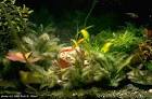 Control of Red Algae in the Freshwater Aquarium