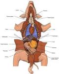 Ultimate Fetal Pig Anatomy Review