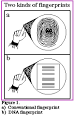 Bio-6--DNA Fingerprinting in Human Health and Society