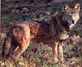 Red Wolf