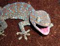 Tokay Gecko Pictures
