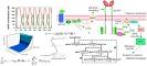 Systems Biology of Cellular Networks