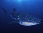WHALE SHARK