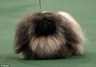 Westminster Dog Show 2011: Glamorous up-dos but not fashion week ...
