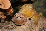 My Bearded Dragons Home Page