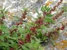 Parietaria diffusa, also known as Lichwort, is growing among the rocks below - via Daymix