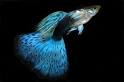 International Fancy Guppy Association