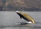 Creature Sea - Ten of the Most Bizarre Creatures of the Sea!