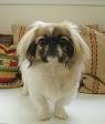 PEKINGESE - Wikipedia, the free encyclopedia