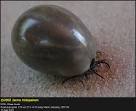Kene, <b>ixodes</b> ricinus