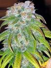 Feminized Cannabis Seeds (Weed Seeds)
