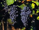 The Sommelier Update: Cabernet Sauvignon