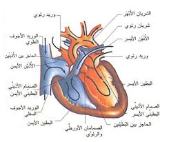  ►♦◄جراحة القلب للمتزوجين فقط ►♦◄ Images?q=tbn:ANd9GcQNUvGf-8EXILLa6vQnVRug6z-hL5OklSFNm2jcuEccwnZjIxY8