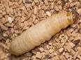 Ultimate-Exotics.com - Live Food Caresheet - Waxworm Caresheet