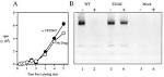 Effect of VP32947 on viral RNA synthesis in F224S DR virus-<b>infected</b> cells.