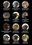 http://people.rit.edu/rhrsbi/GalapagosPages/Pictures/LandBirds/FinchTypes.jpeg