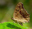 Ectotherm - Wikipedia, the free encyclopedia