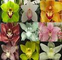 Gardening Tips And Information - Cymbidium Orchid Flowers