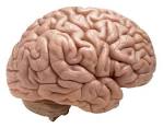 Top 5 Facts about the Human Brain - Short Facts