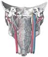 Inferior pharyngeal constrictor muscle - Wikipedia, the free ...