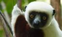 Richard Branson to create sanctuary for lemurs - 8000 miles from ...