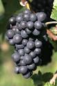 pinot meunier pronunciation