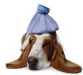 My Dachshund     Blog About Dogs  Mydachshunds