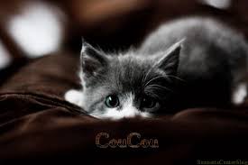 Résultat de recher</div></body></html>