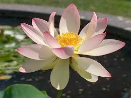 Lotus Blume voll offen - Bild \u0026amp; Foto von Ali Cinek aus Seerosen ...