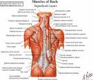 EXERCISE AND EVOLUTION: HOW THE BAR METHOD EXERCISE TARGETS BACK ...