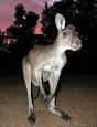 Western grey kangaroo - Wikipedia, the free encyclopedia