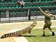 Steve Irwin - Wikipedia, the free encyclopedia