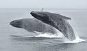 Humpback Whale Watching in Big Sur California