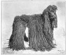 Corded Poodle