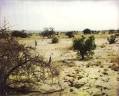 Desertification - a threat to the Sahel