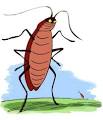 Enseñanza de una cucaracha | Autores de Cuentos
