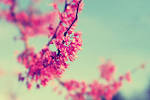 Flower Photography fine art photo red bud tree by libertadleal