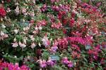 File:Cultivated Fucshias at BBC Gardeners' World.jpg - Wikimedia ...