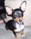 Chiweenie Photos Pictures