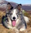 BC Museum: Merle Border Collies