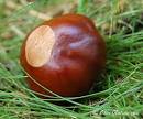 The Ohio BUCKEYE Tree