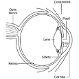 What is the <b>cornea</b>?